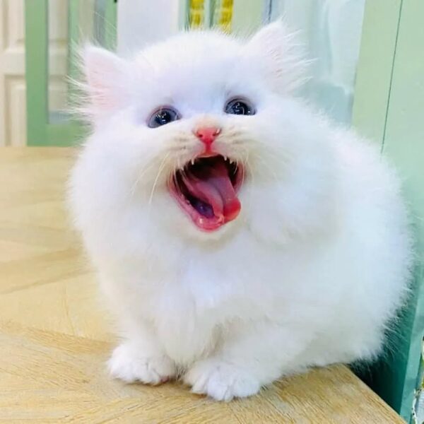 Kucing