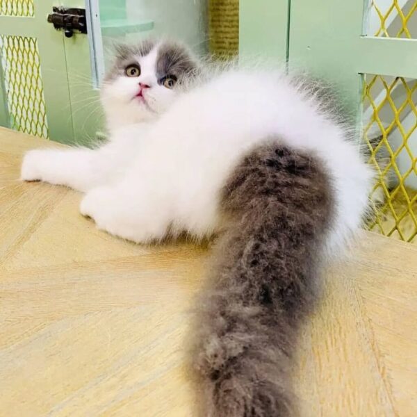 Kucing