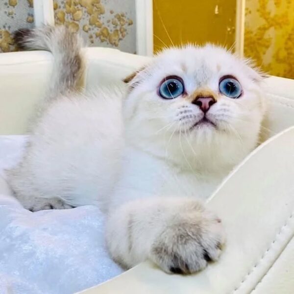 Kucing