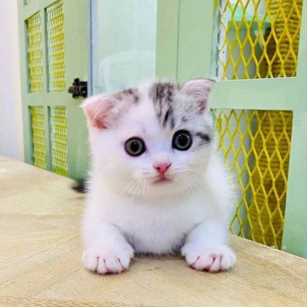 Kucing