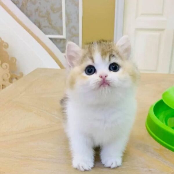 Kucing