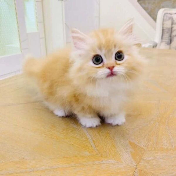 Kucing