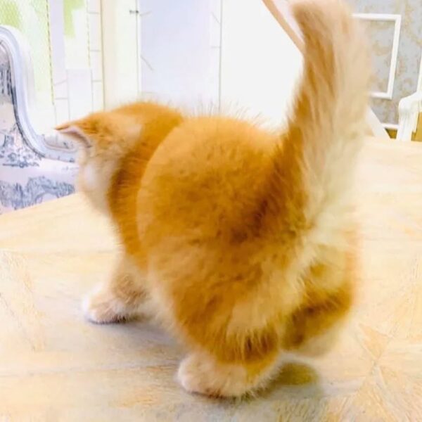 Kucing
