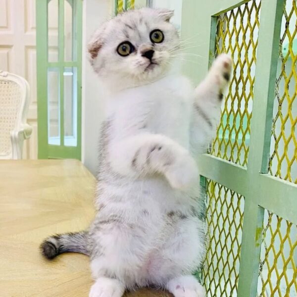 Kucing