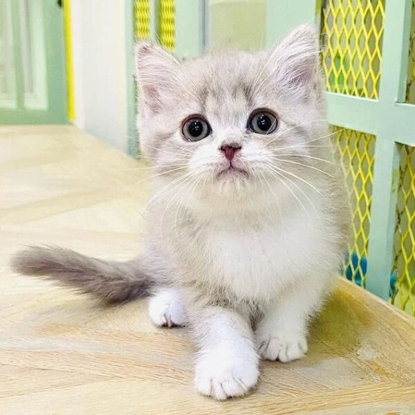 Kucing
