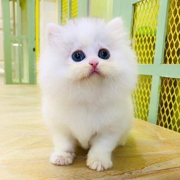 Kucing