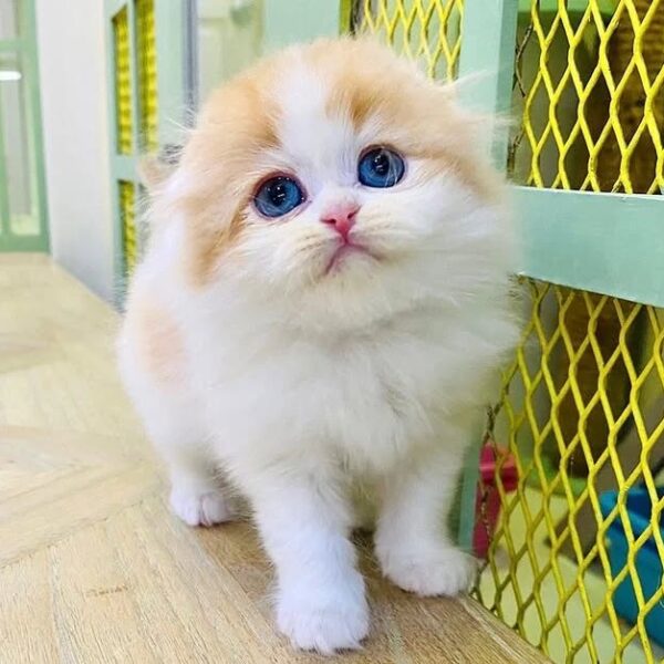 Kucing