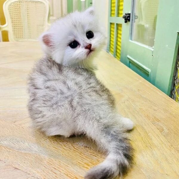 Kucing