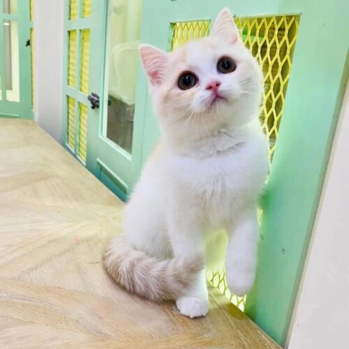 kucing (2)
