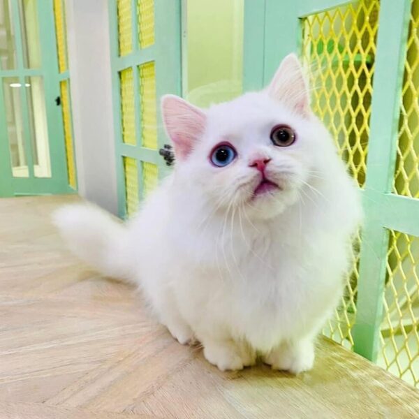 Kucing