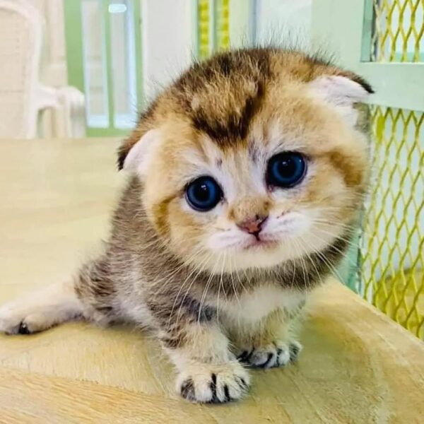 Kucing