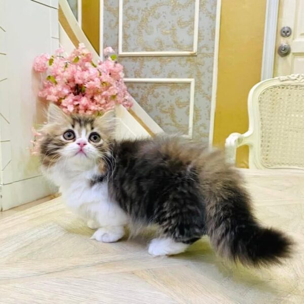 Kucing