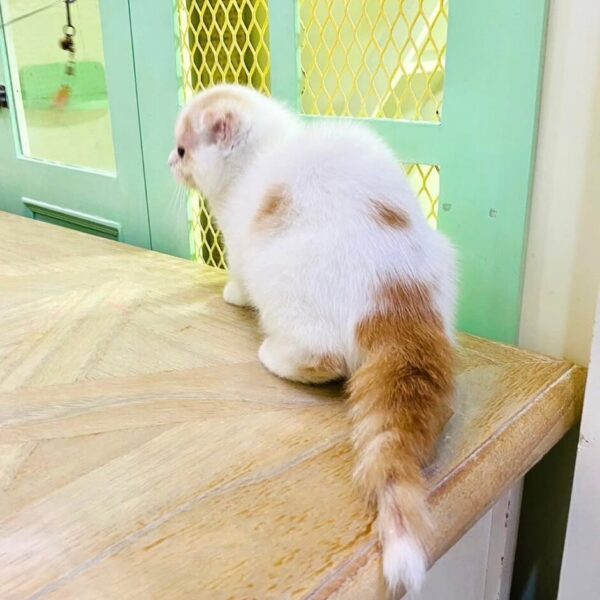 Kucing