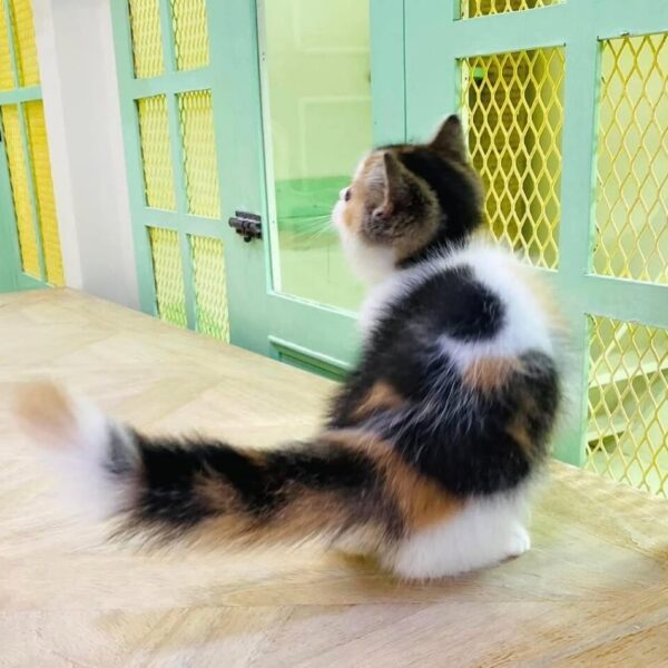 Kucing