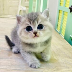 Kucing