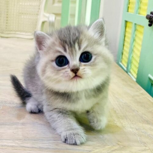 kucing (2)