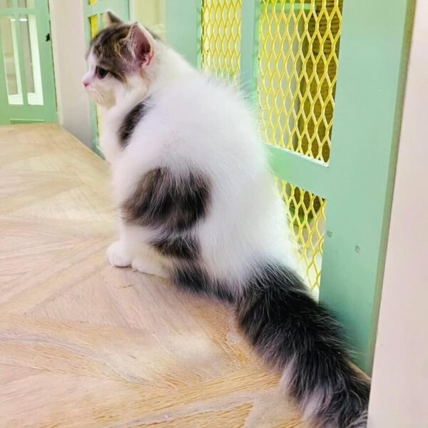Kucing