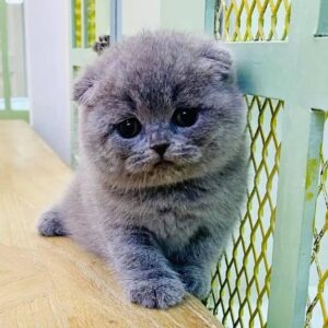 Kucing