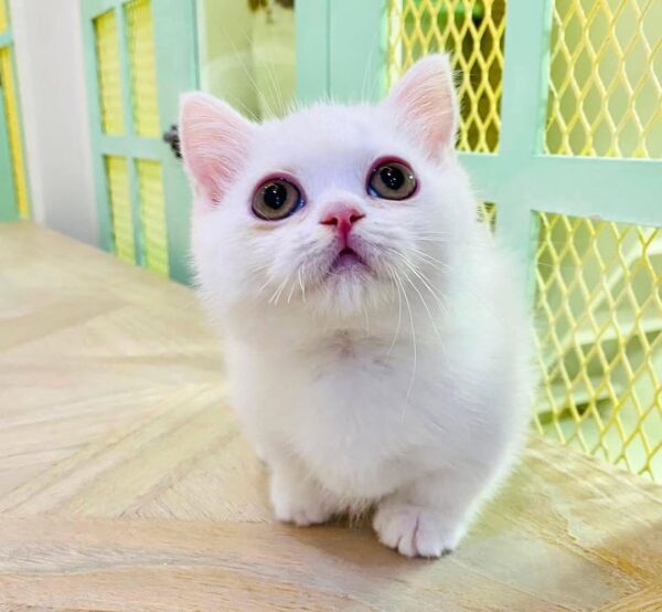 Kucing