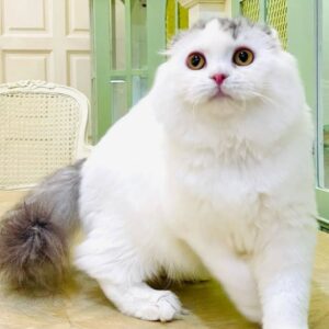 Kucing