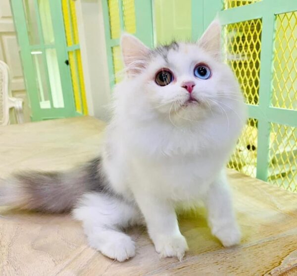 Kucing - Gambar 2