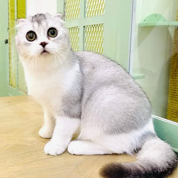 Kucing