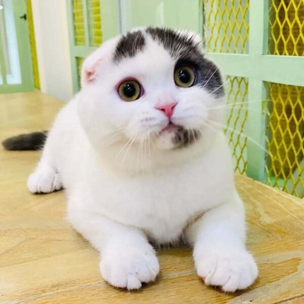 Kucing