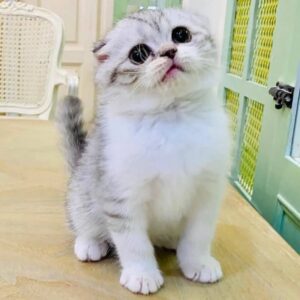 Kucing