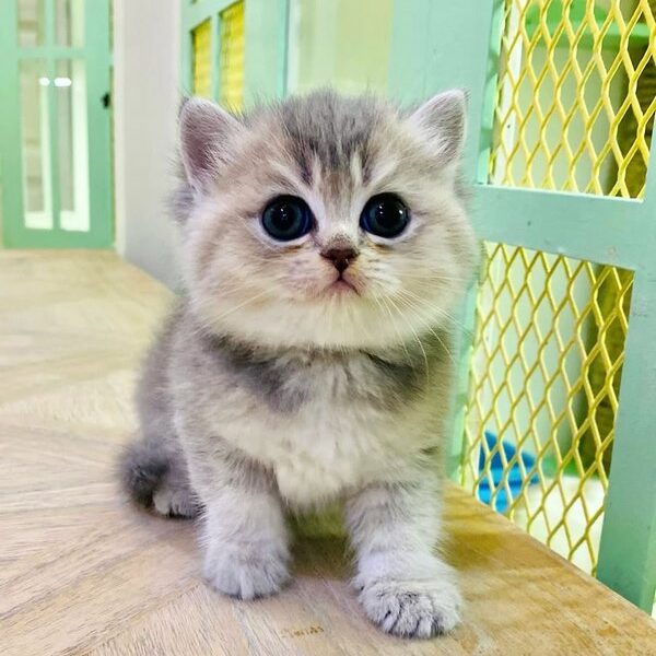 Kucing