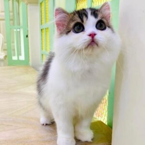 Kucing