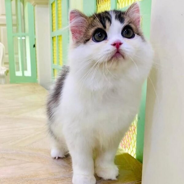 Kucing