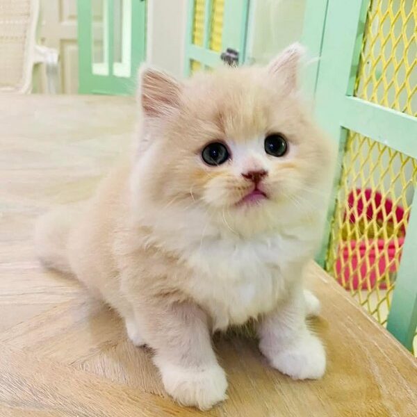 Kucing