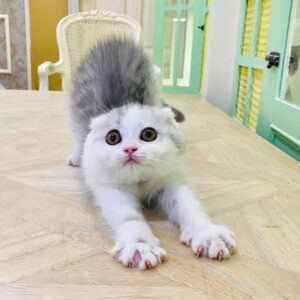Kucing