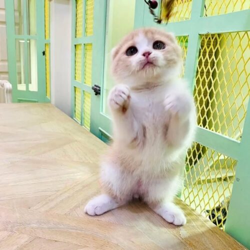kucing (2) (Copy)