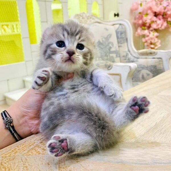 Kucing