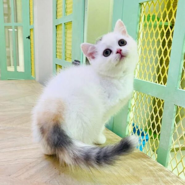 Kucing