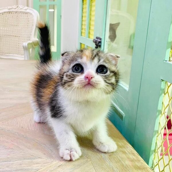 Kucing