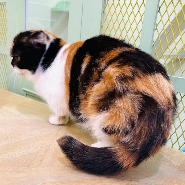 Kucing