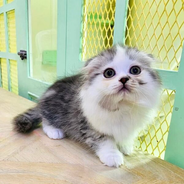 Kucing