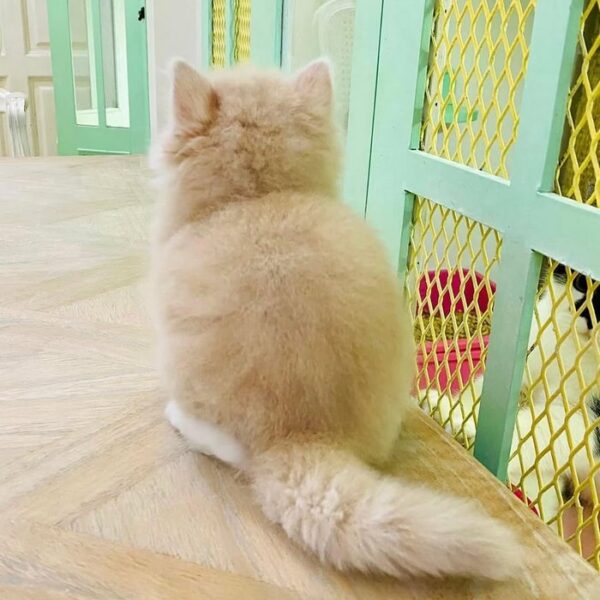 Kucing