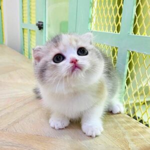 Kucing