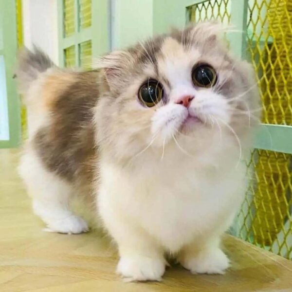 Kucing