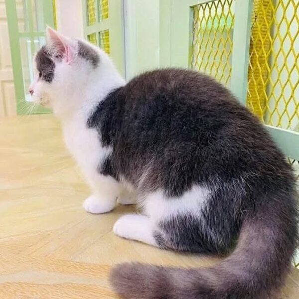 Kucing