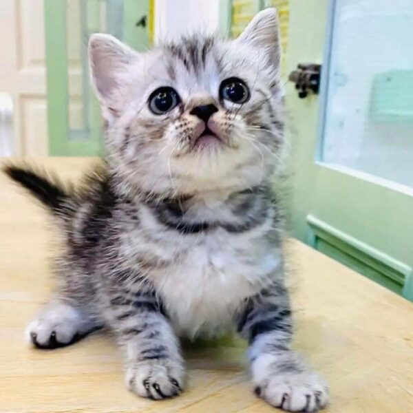 Kucing
