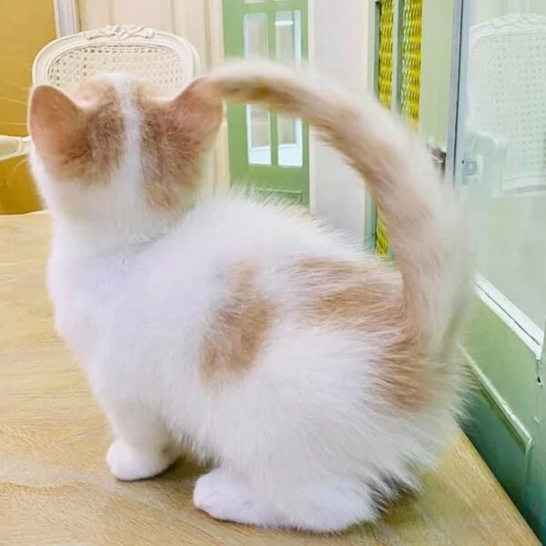 Kucing