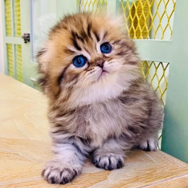 Kucing