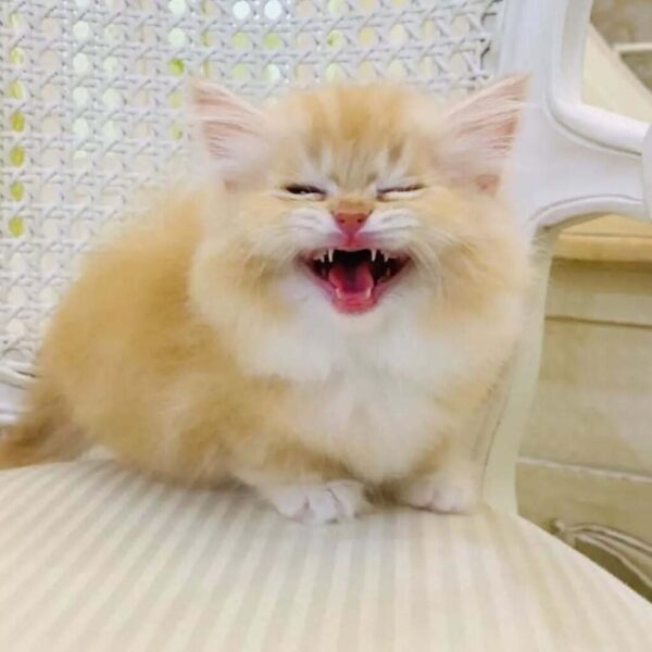 Kucing