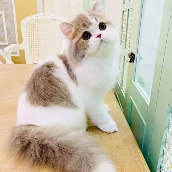 Kucing