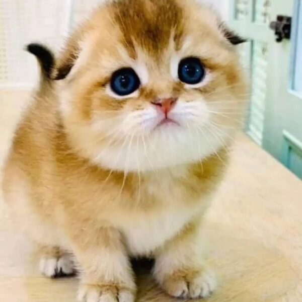 Kucing