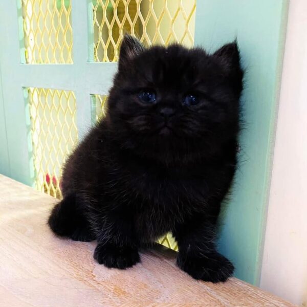 Kucing